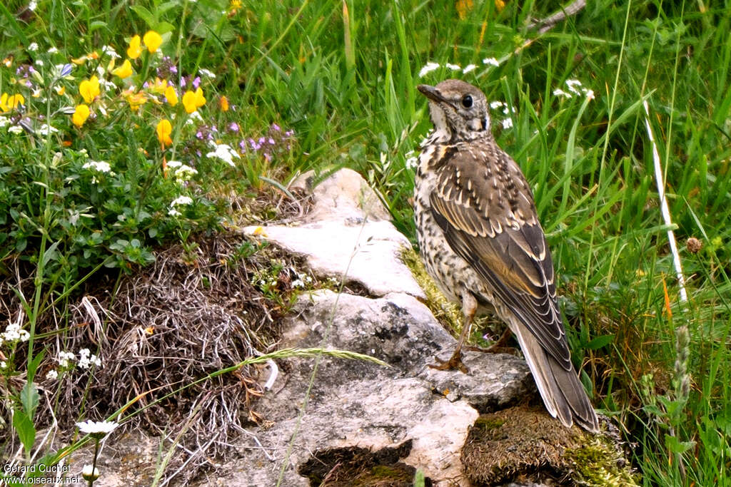 Mistle Thrushjuvenile, identification