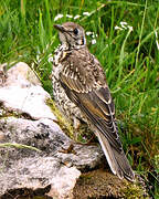 Mistle Thrush