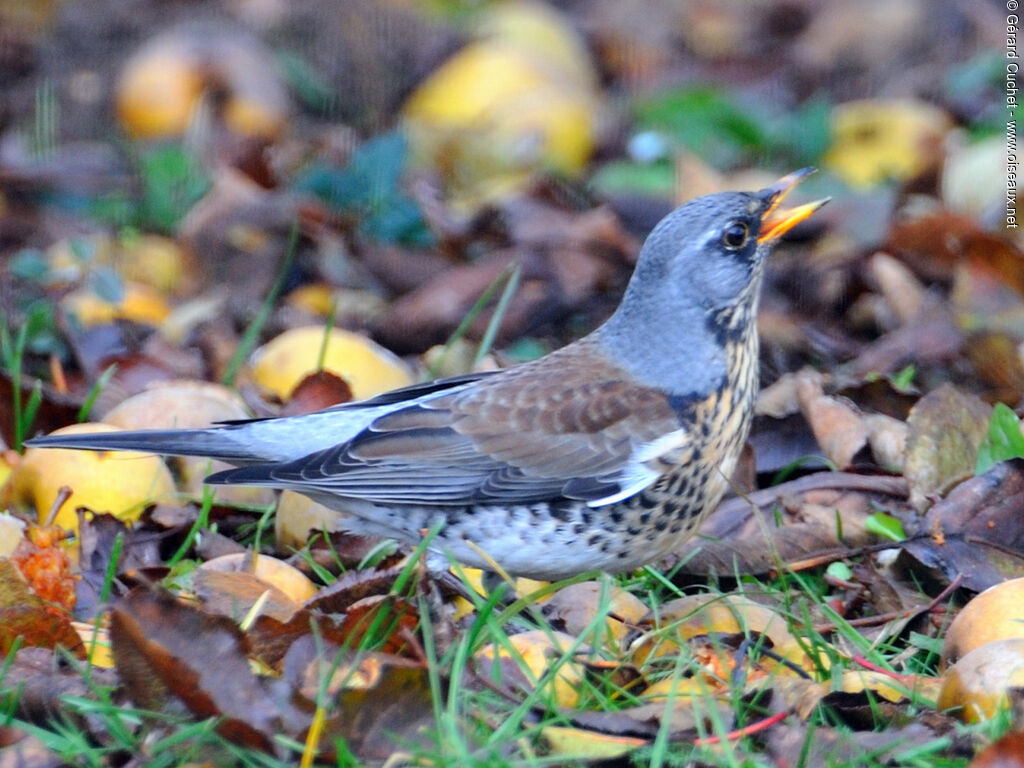 Fieldfare