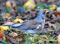 Fieldfare