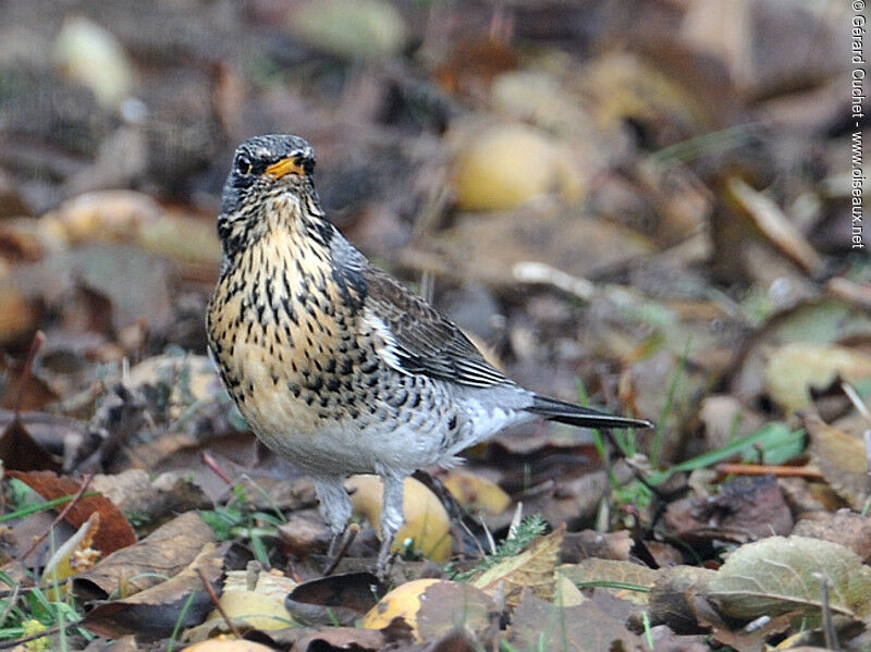 Fieldfare