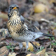 Fieldfare