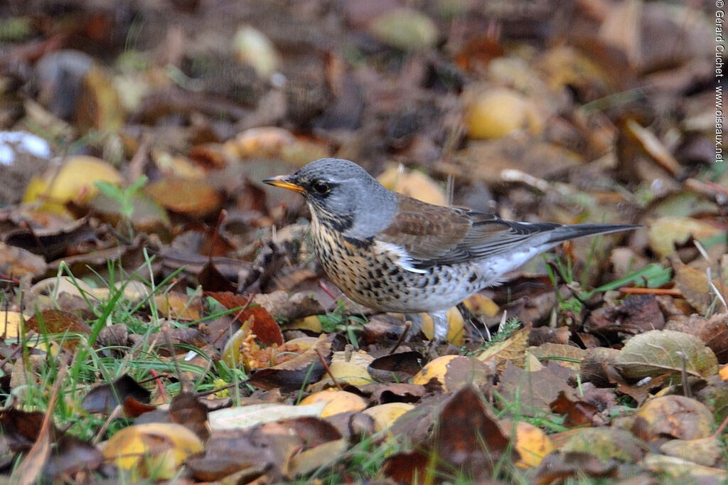 Fieldfare, identification