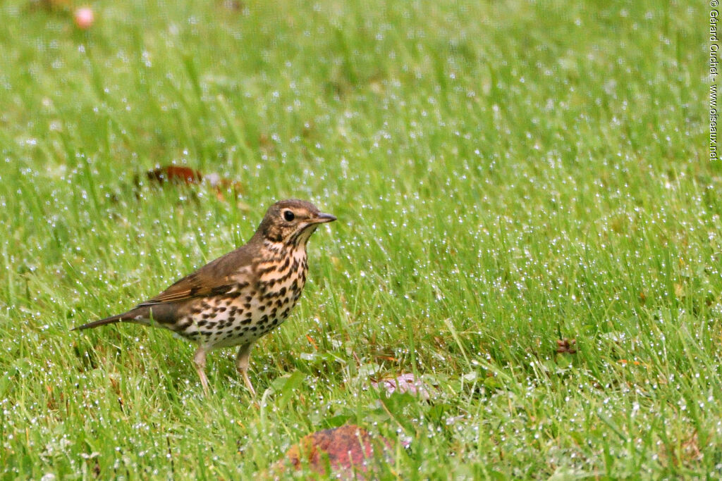 Song Thrush, identification