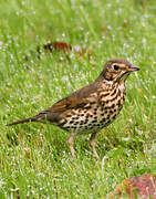 Song Thrush