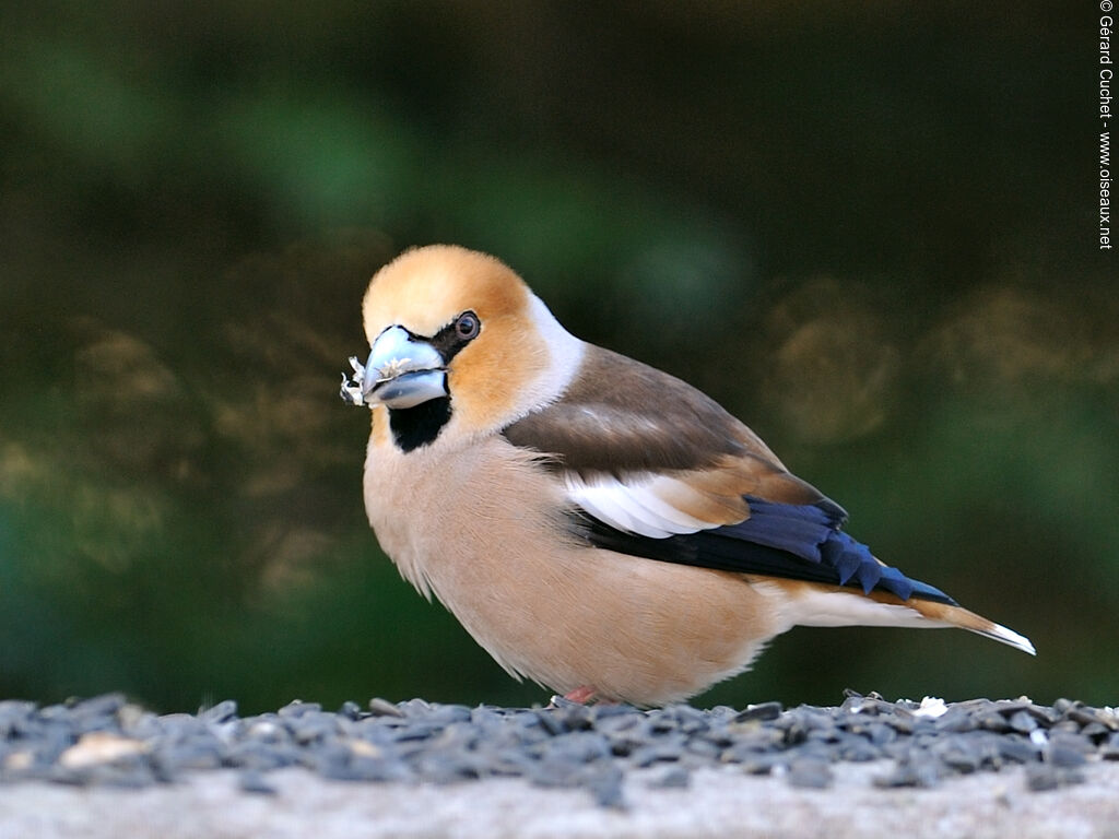 Hawfinch