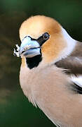 Hawfinch