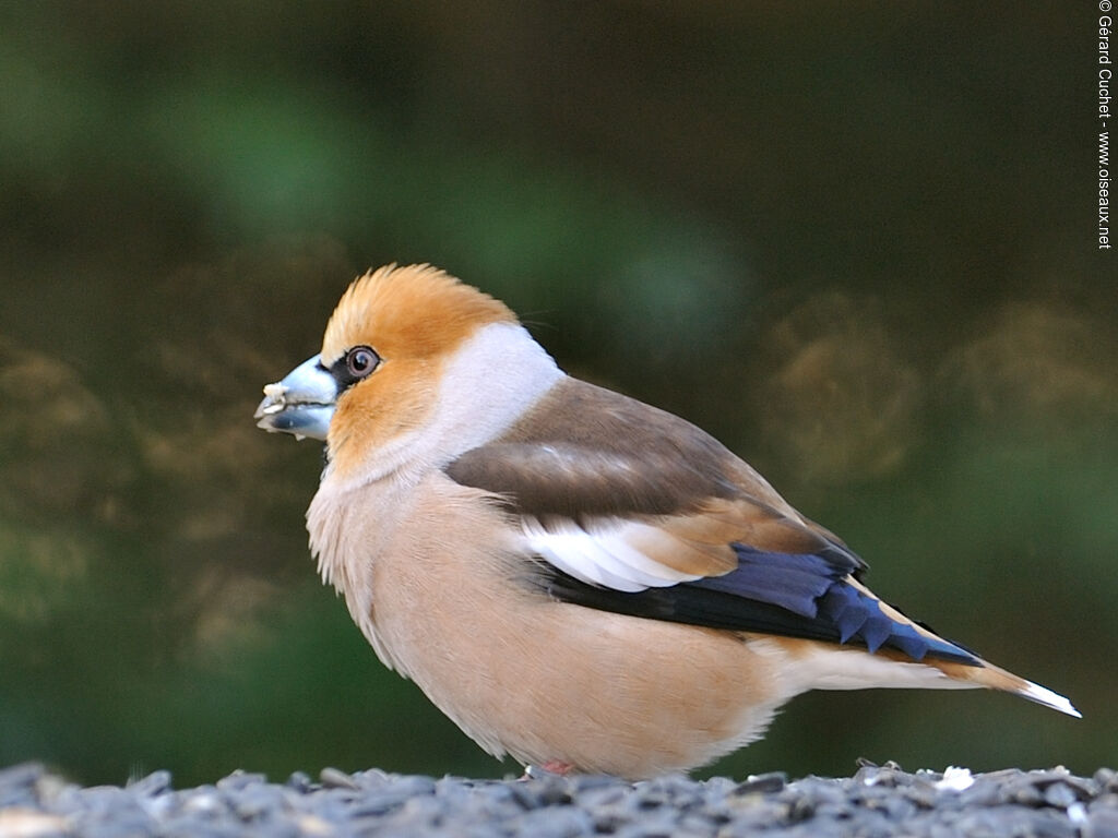 Hawfinch