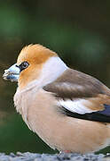 Hawfinch