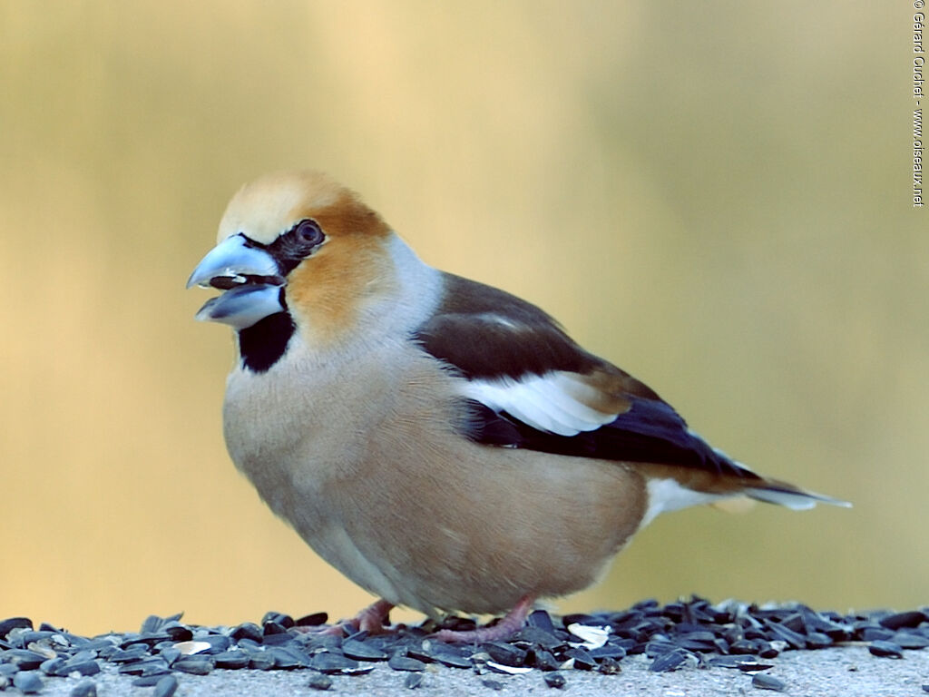 Hawfinch