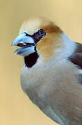 Hawfinch