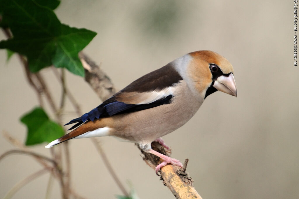 Hawfinch male, close-up portrait