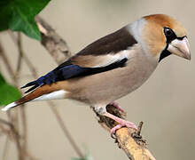 Hawfinch