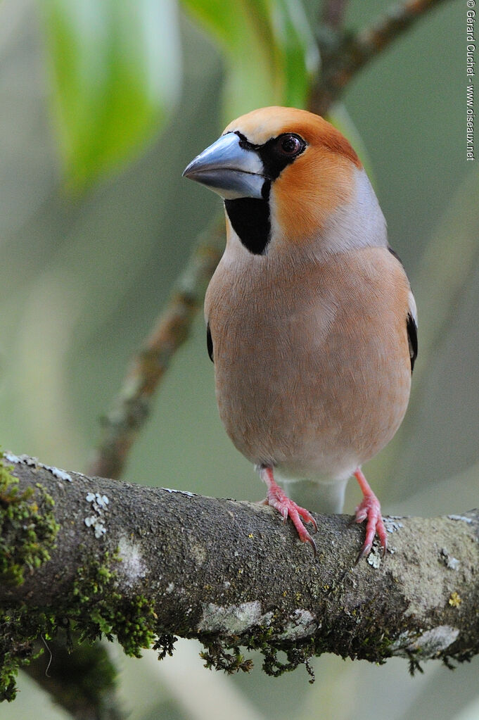 Hawfinch, close-up portrait