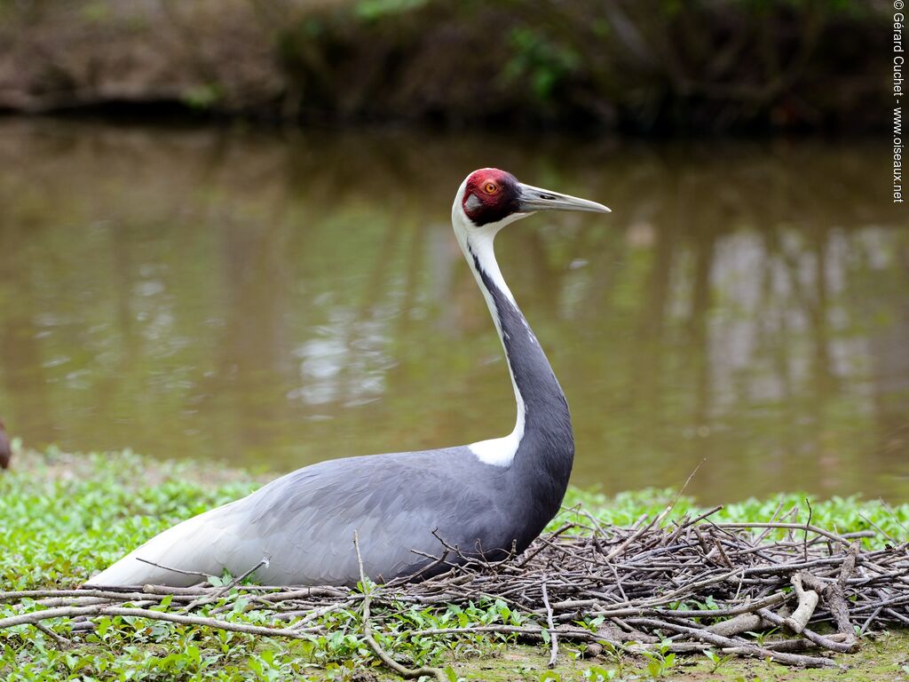 White-naped Crane