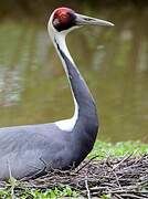 White-naped Crane