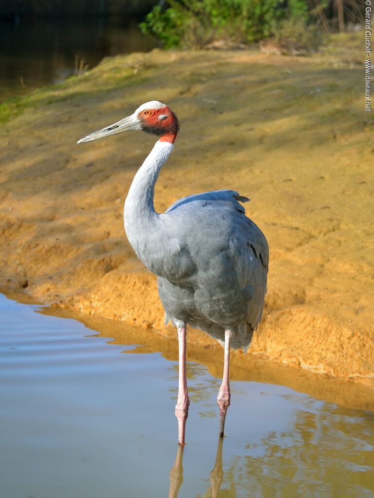 Sarus Crane