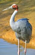 Sarus Crane