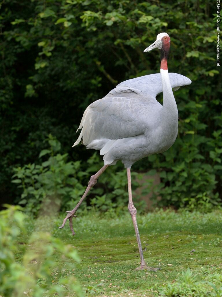 Sarus Crane