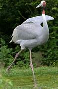 Sarus Crane