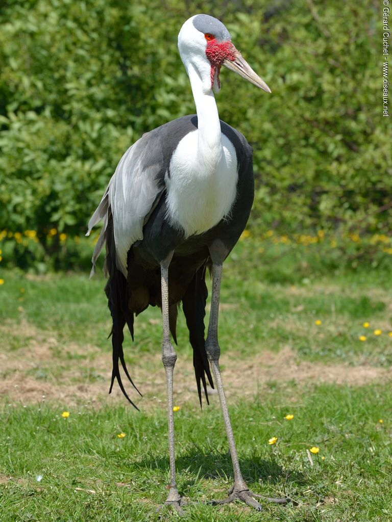 Wattled Crane