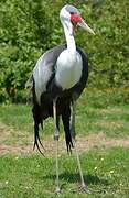 Wattled Crane