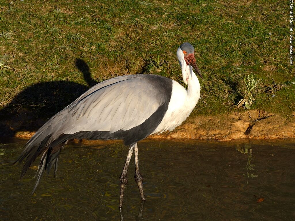 Grue caronculée