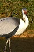 Wattled Crane