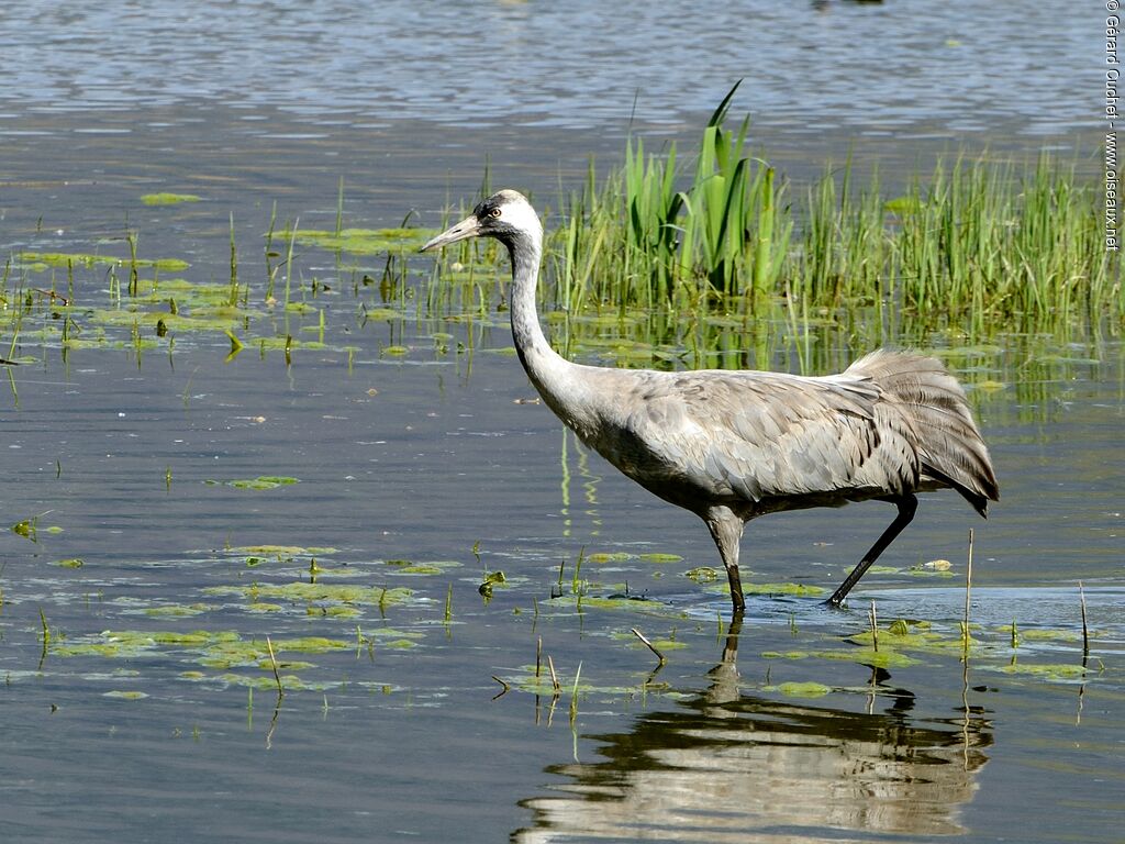 Common Crane