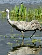 Common Crane