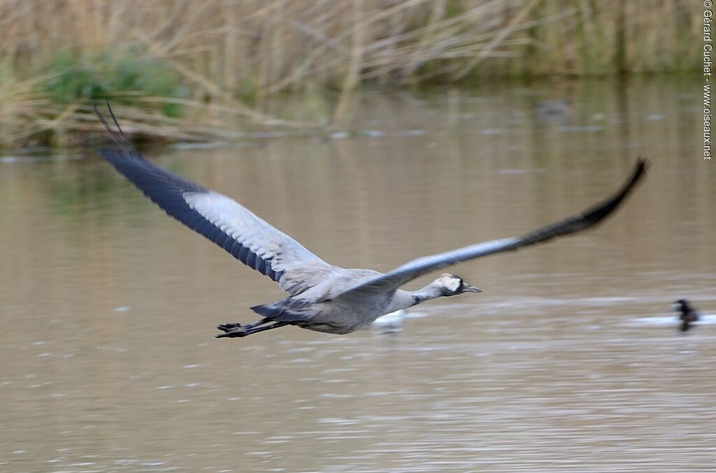 Common Crane