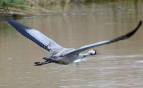 Common Crane