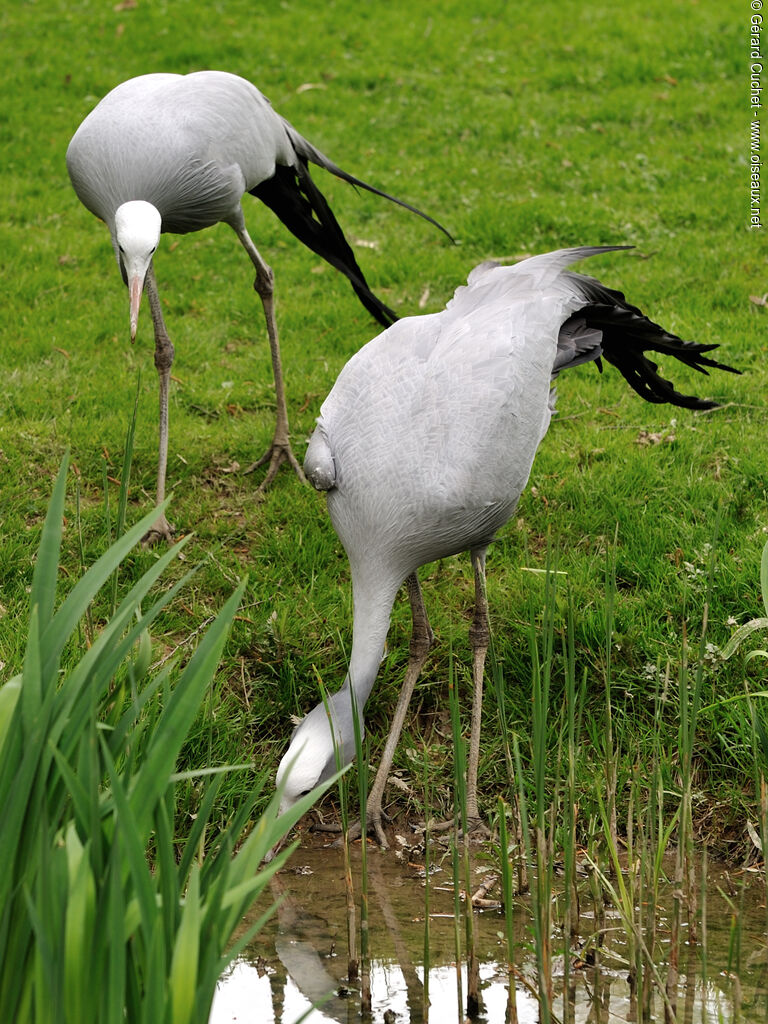 Blue Crane