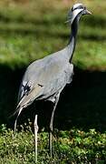 Demoiselle Crane