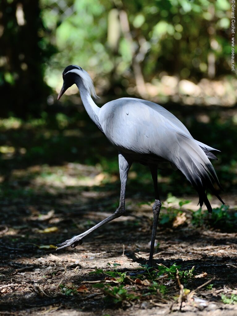 Demoiselle Crane