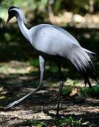 Demoiselle Crane