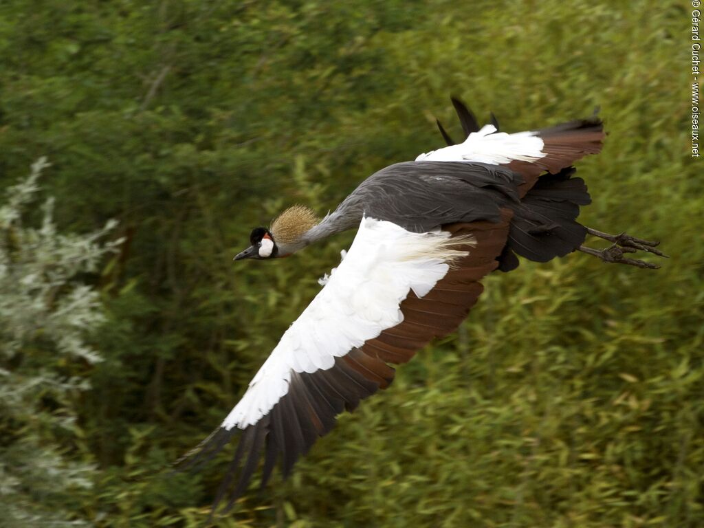 Grey Crowned Crane