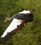 Grey Crowned Crane