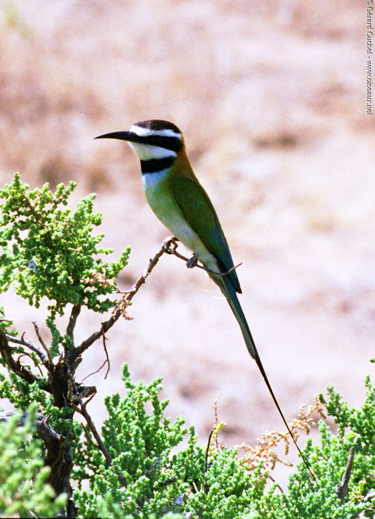 White-throated Bee-eater