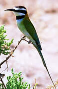 White-throated Bee-eater