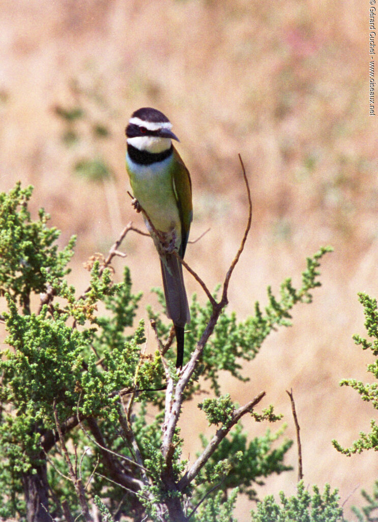 White-throated Bee-eater