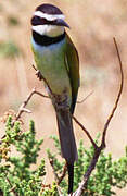 White-throated Bee-eater