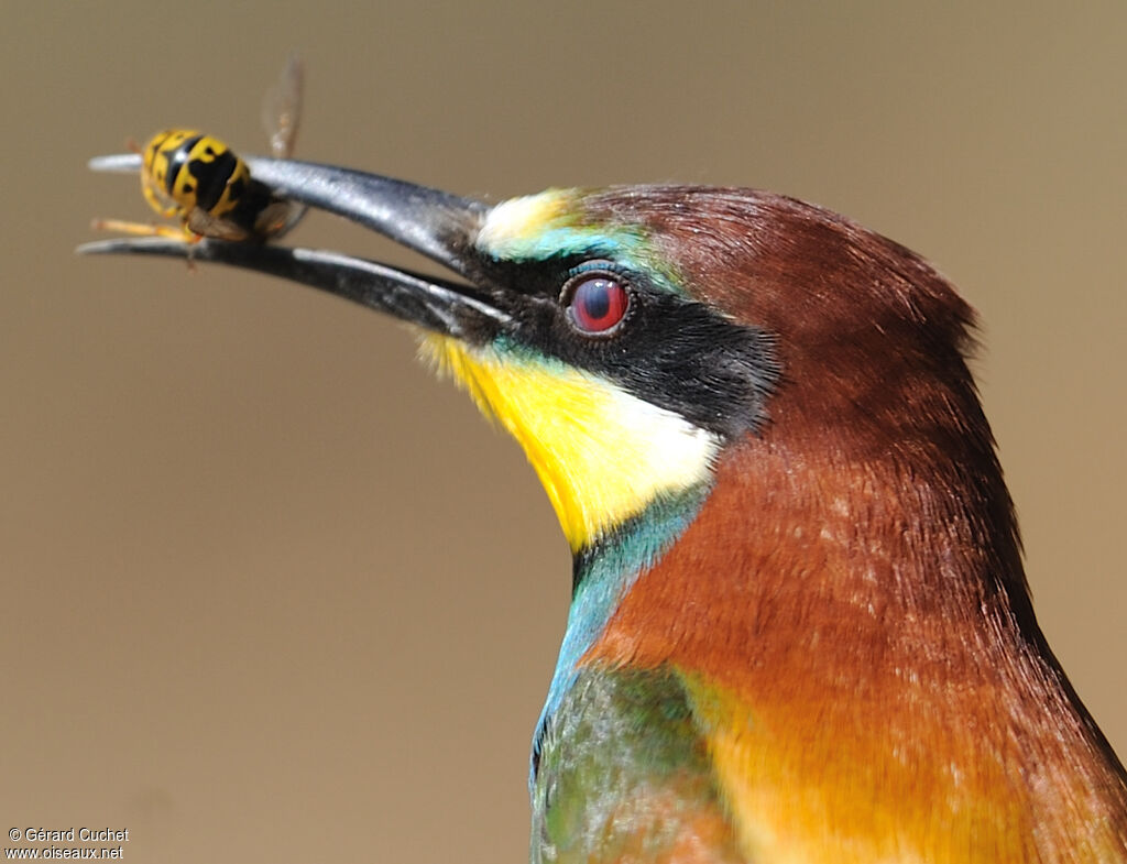 European Bee-eater