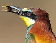 European Bee-eater