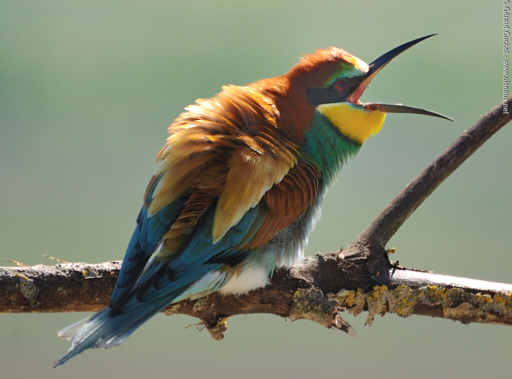 European Bee-eater