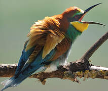 European Bee-eater