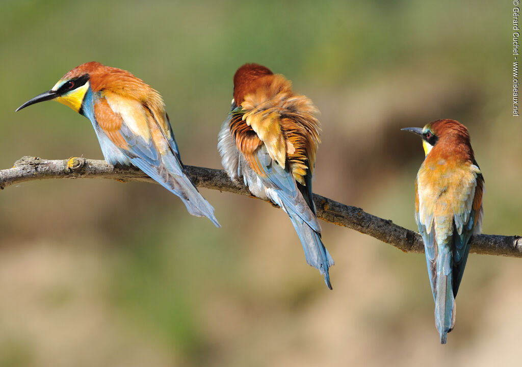 European Bee-eater