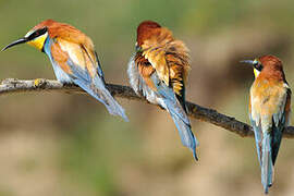 European Bee-eater