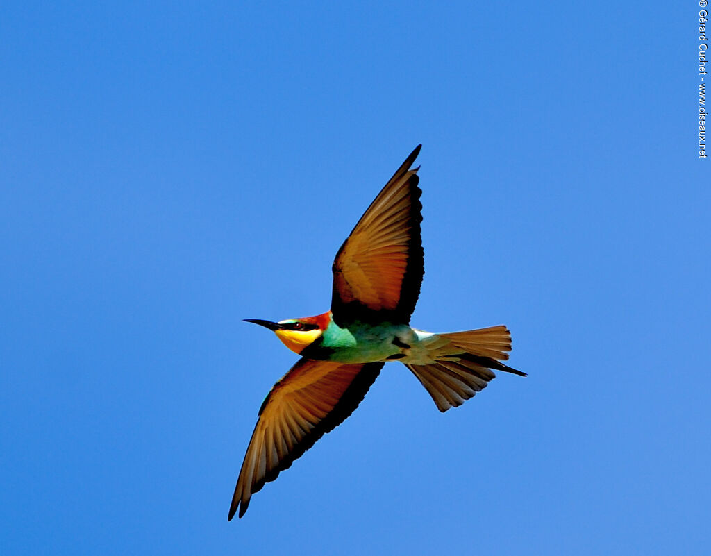 European Bee-eater