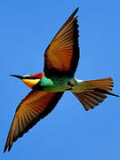 European Bee-eater